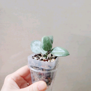 호야민트코인
