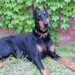 [구매] 넥슨캐시 선물식 최고가 구매합니다.