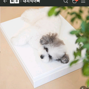 대리석이빠 강아지 대리석치매