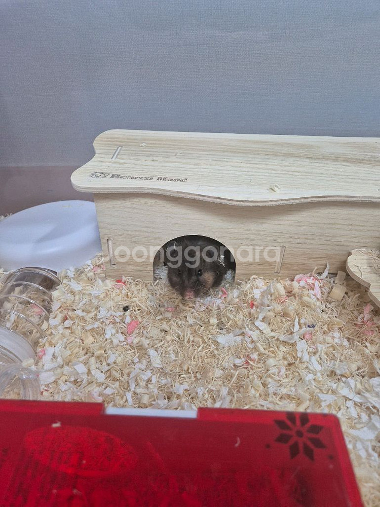 암컷 골든햄스터--0