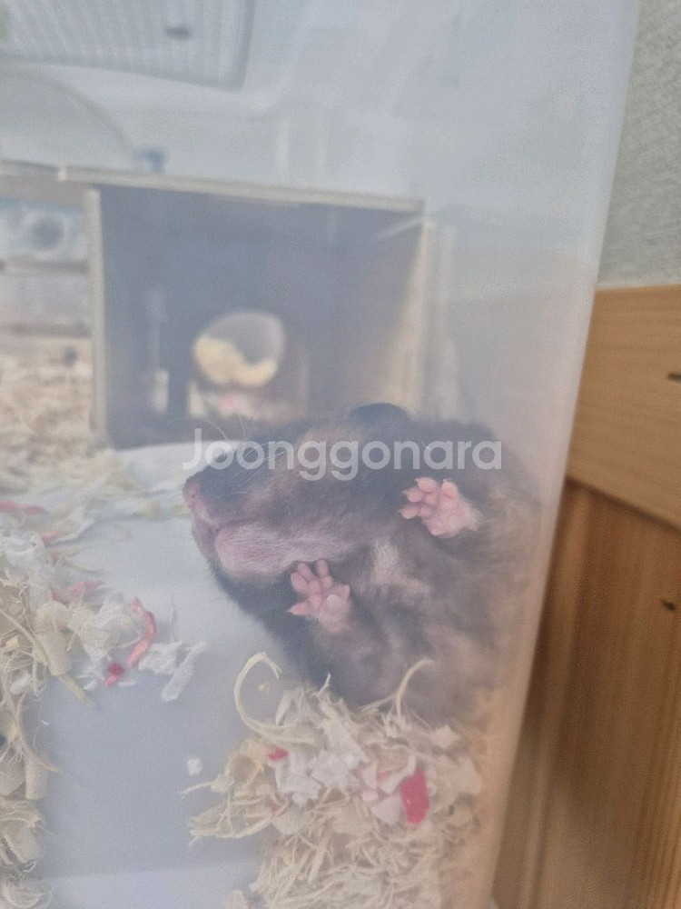 암컷 골든햄스터--2