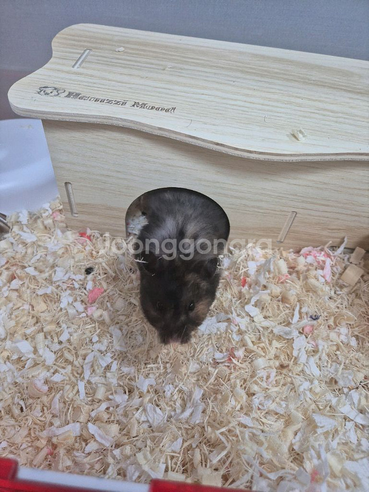 암컷 골든햄스터--1