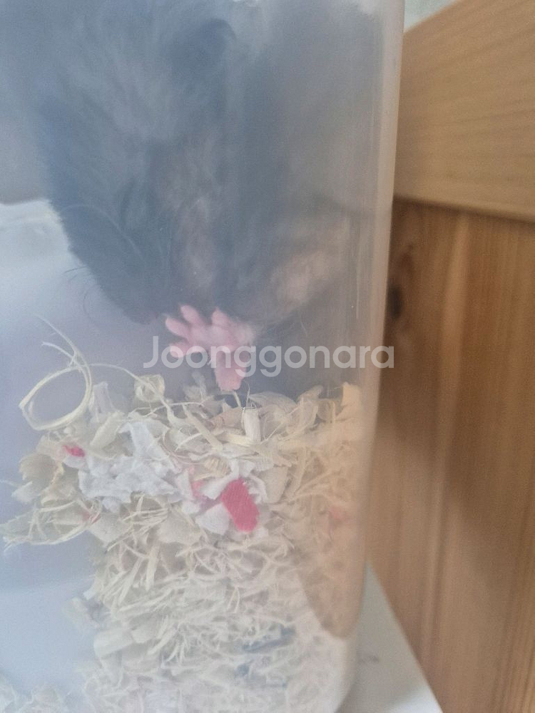 암컷 골든햄스터--3