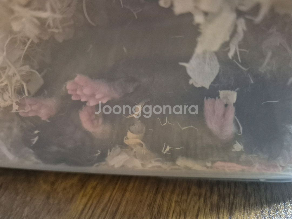 암컷 골든햄스터--5