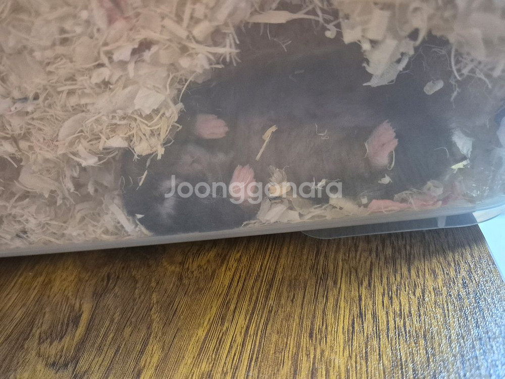 암컷 골든햄스터--4