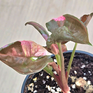 싱고니움 핑크쥬얼리