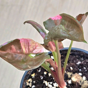 싱고니움 핑크쥬얼리