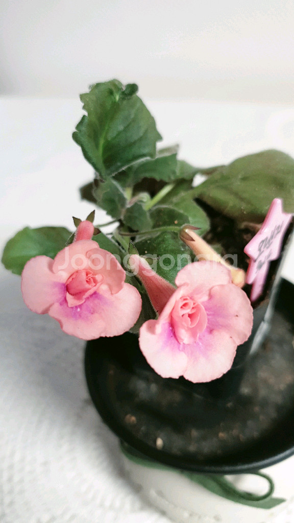 오렌지워드 ㅡ 미니신닌기아--1