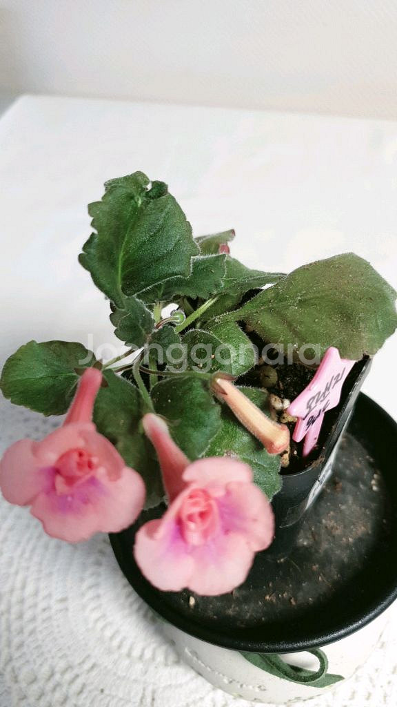 오렌지워드 ㅡ 미니신닌기아--2