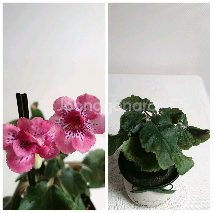 Magnificent (매그니피센트) 미니신닌기아--0