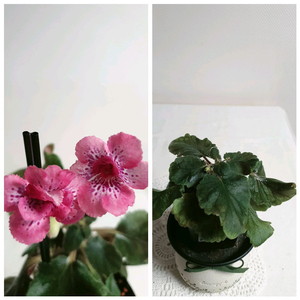 Magnificent (매그니피센트) 미니신닌기아