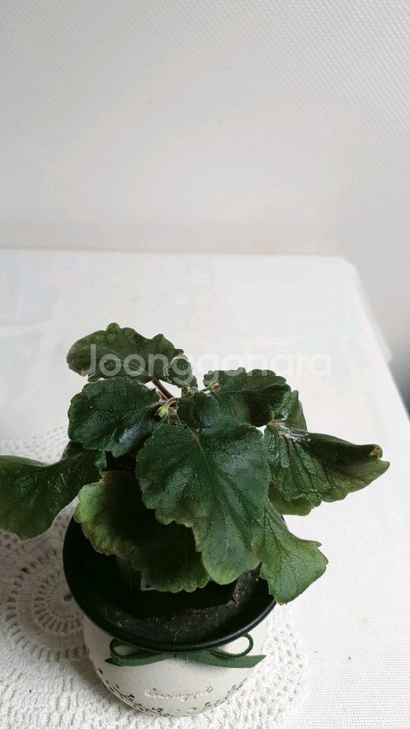 Magnificent (매그니피센트) 미니신닌기아--1