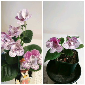 Dxs moonlight coast 미니신닌기아