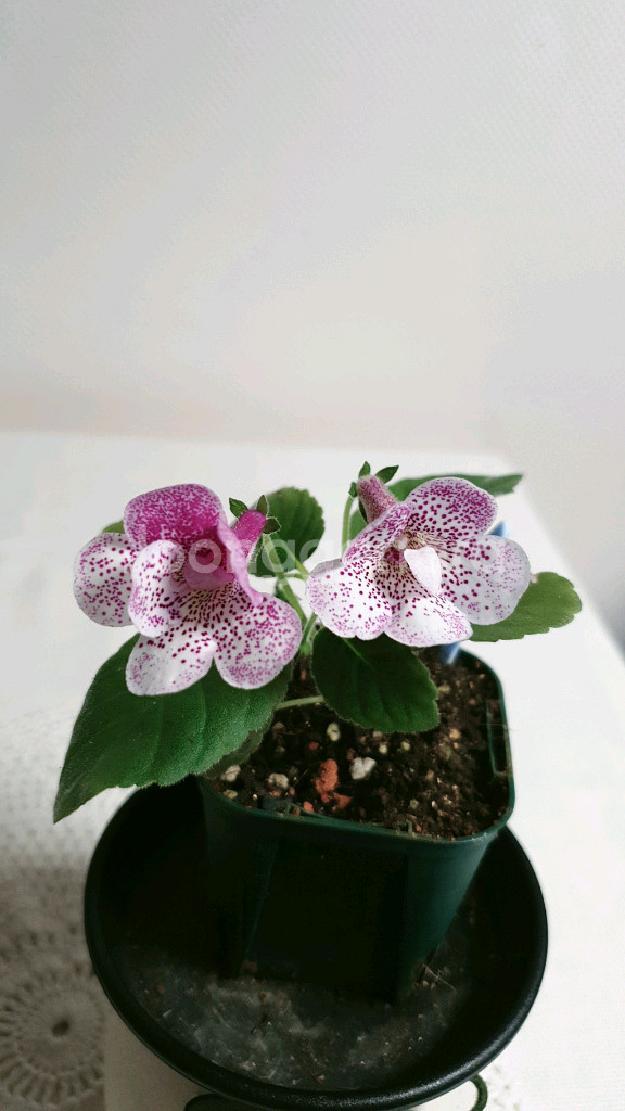 Dxs moonlight coast 미니신닌기아--1