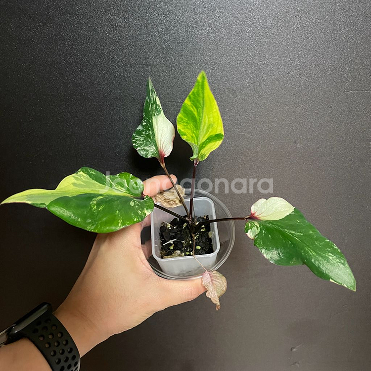 칼라디움 카오스(알로카시아x, 안스리움x)--0