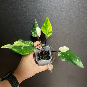 칼라디움 카오스(알로카시아x, 안스리움x)