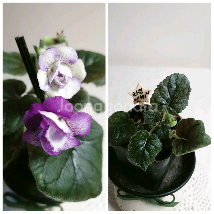 라임앤베리 ㅡ 미니신닌기아--0