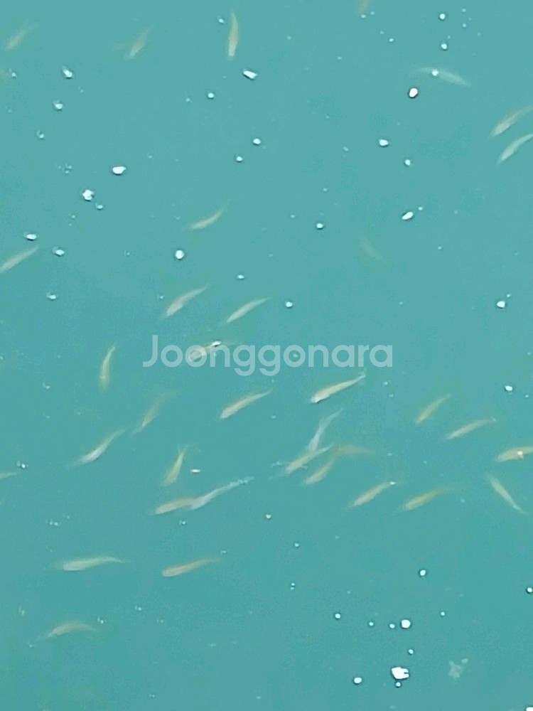 네이버페이 1100원팝니다--0