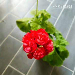 까르페체리제라늄