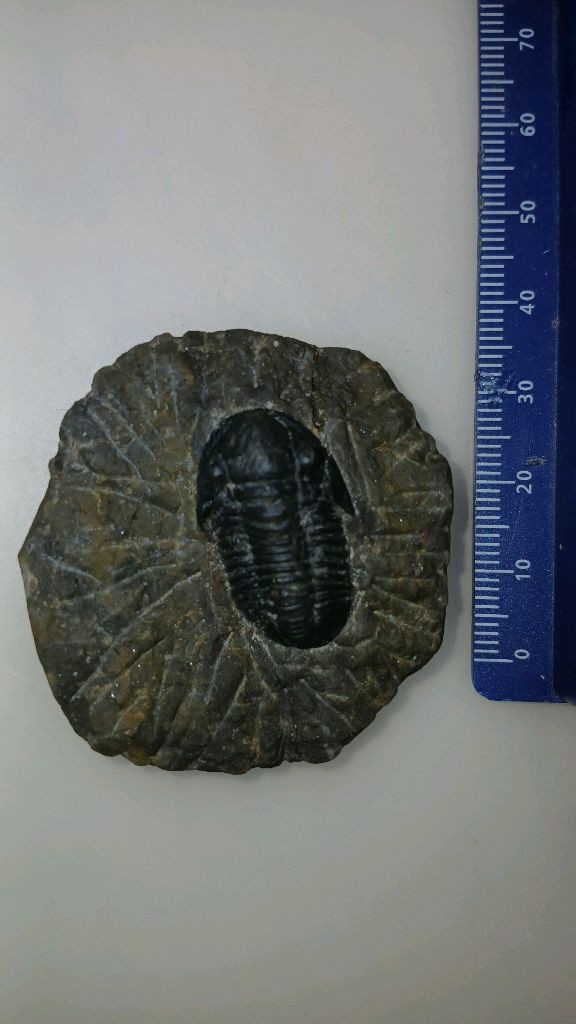 삼엽충 모사사우루스 바다전갈 화석 판매합니다.--2