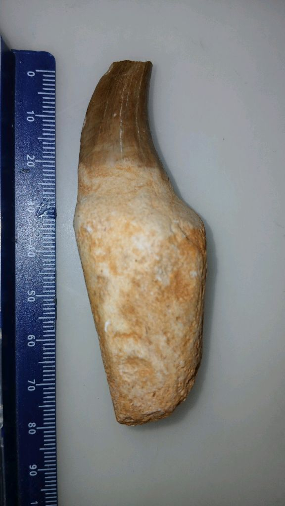 삼엽충 모사사우루스 바다전갈 화석 판매합니다.--3