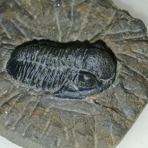 삼엽충 모사사우루스 바다전갈 화석 판매합니다.