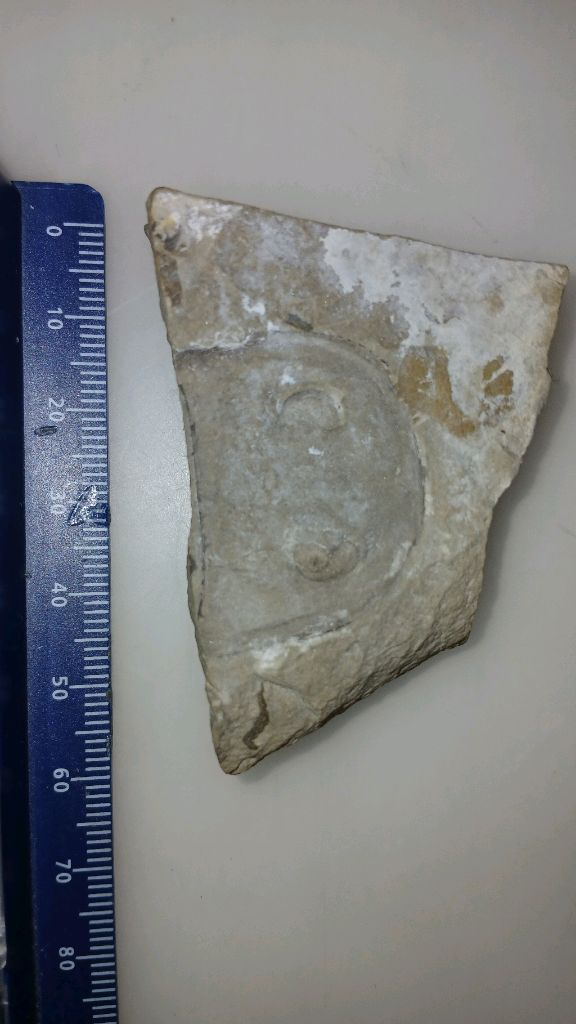 삼엽충 모사사우루스 바다전갈 화석 판매합니다.--7