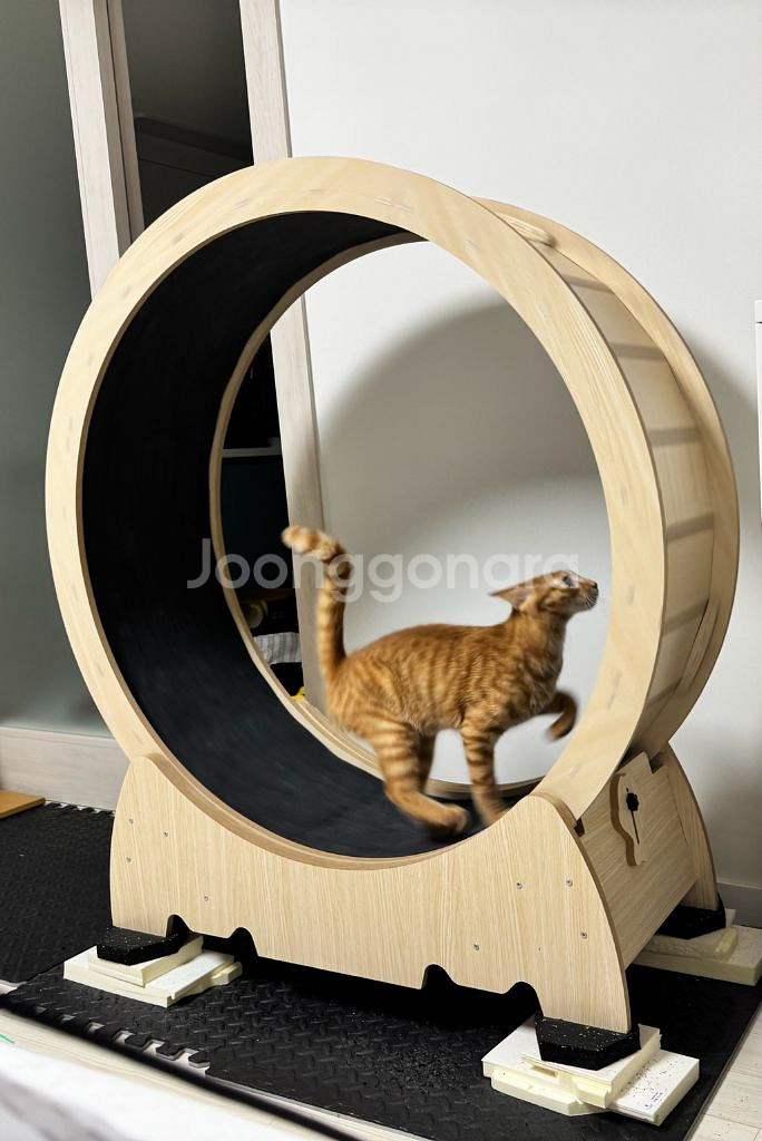 캣휠--1
