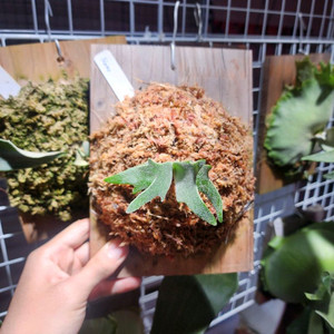 박쥐란 윌링키 드워프 나노