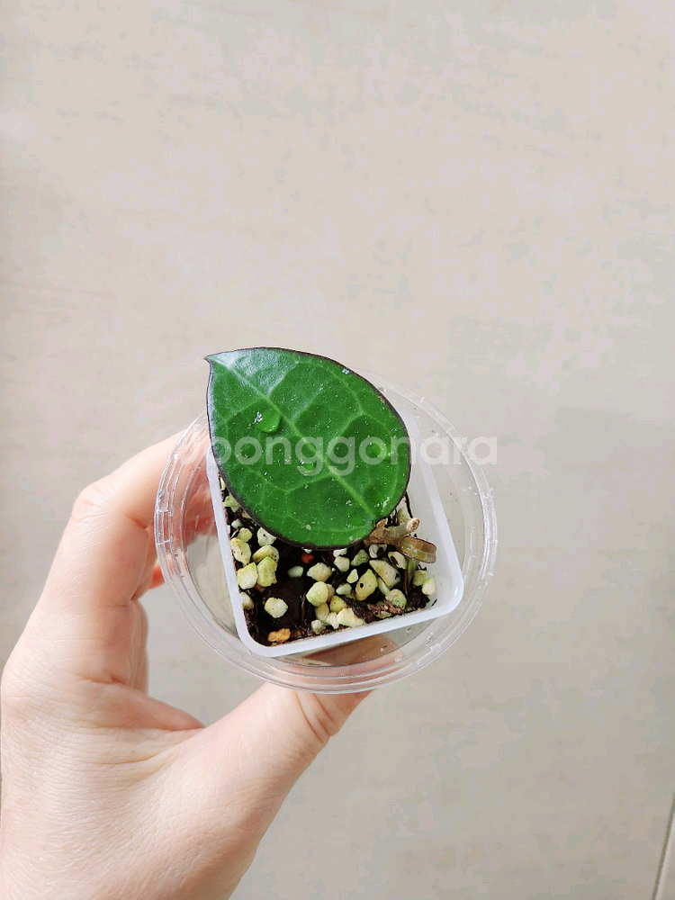 호야파라시티카블랙마진--0