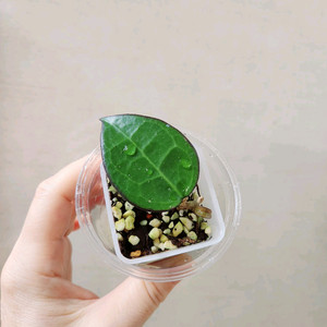 호야파라시티카블랙마진