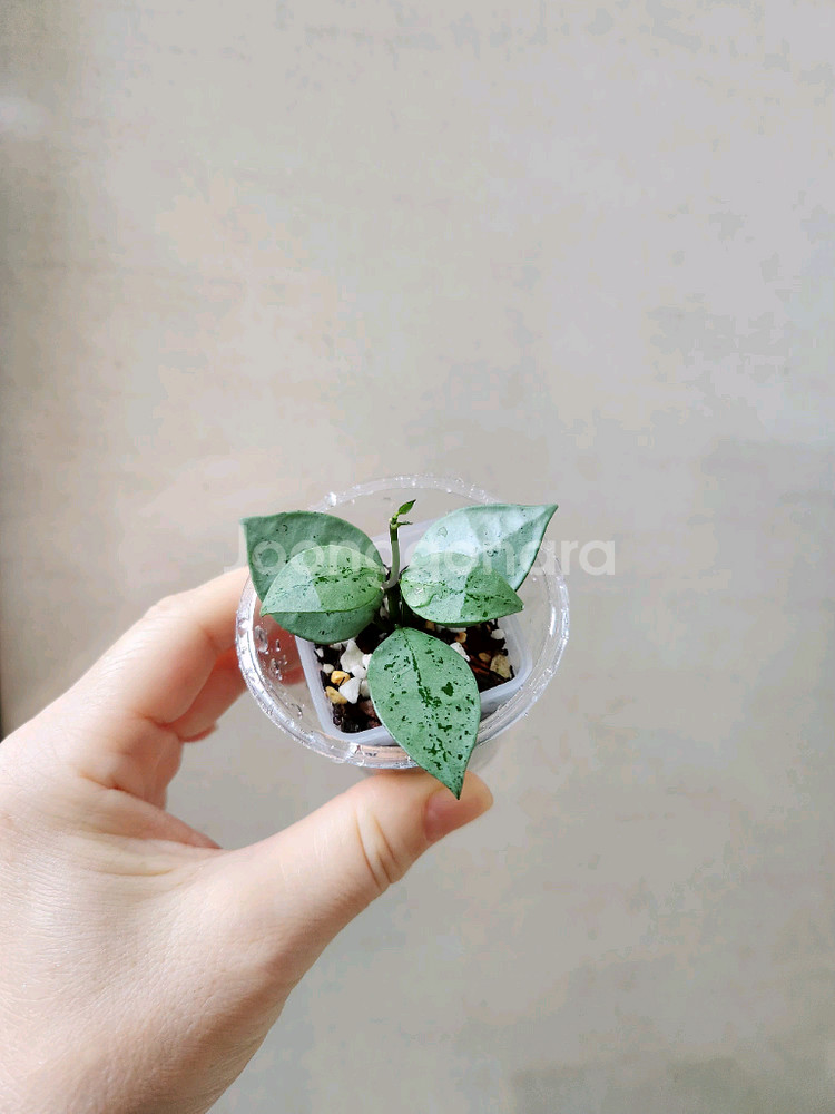 호야슈퍼에스키모--0
