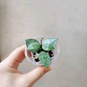 호야슈퍼에스키모