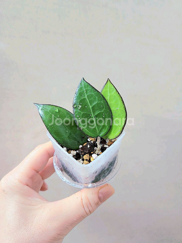 호야파라시티카블랙마진--0