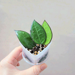 호야파라시티카블랙마진