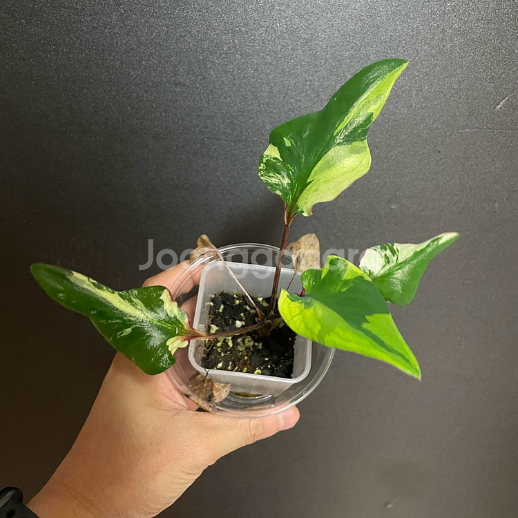 칼라디움 카오스(안스리움x 알로카시아x)--0