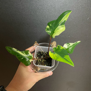 칼라디움 카오스(안스리움x 알로카시아x)