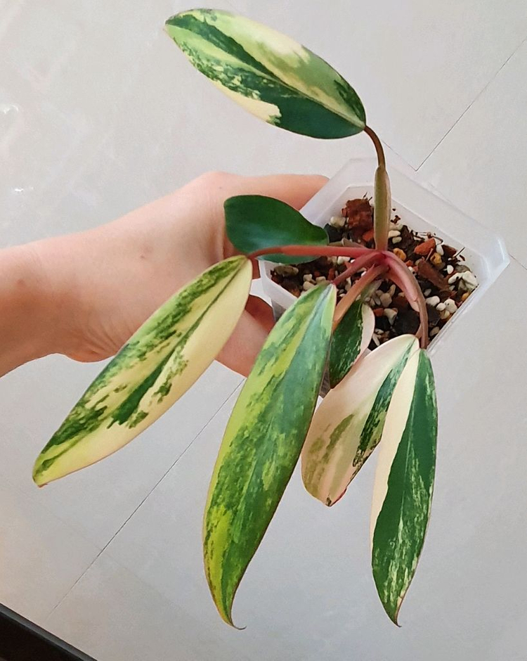 필로덴드론 스트로베리 쉐이크 이미지