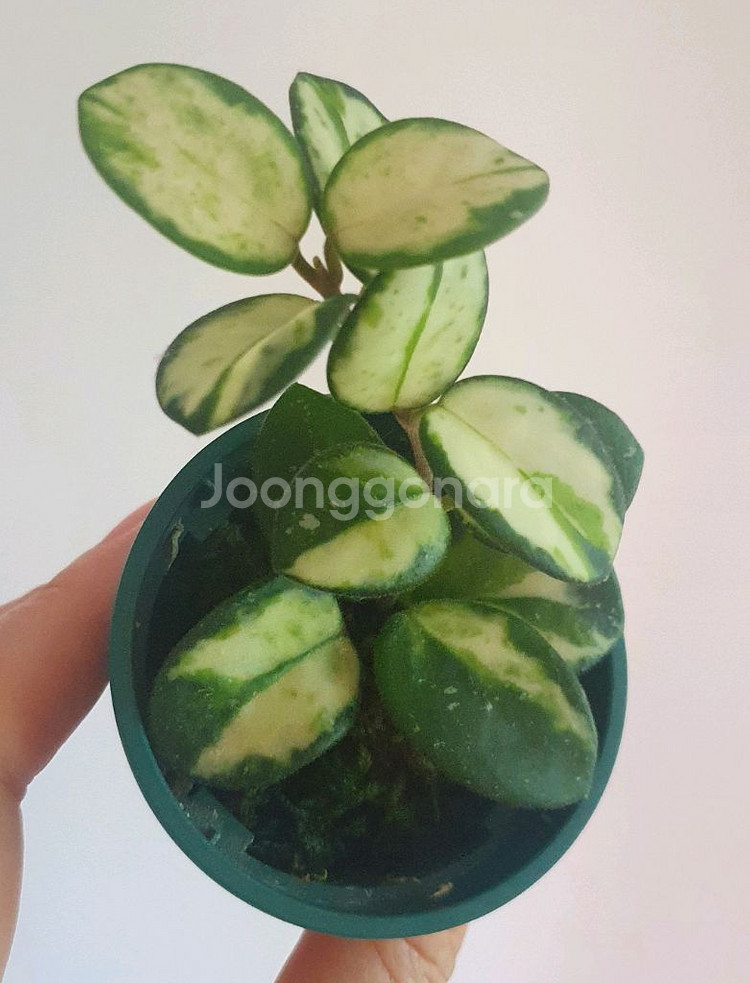 호야 마틸드 바리에가타--0