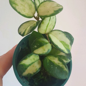 호야 마틸드 바리에가타