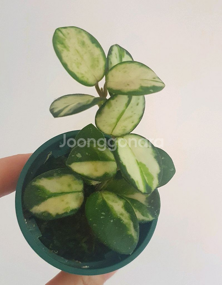 호야 마틸드 바리에가타--1