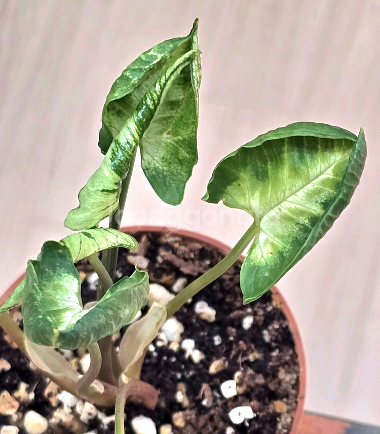 고질라 싱고니움 (희귀식물)--0