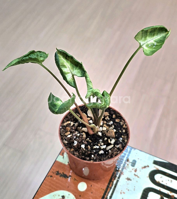 고질라 싱고니움 (희귀식물)--1