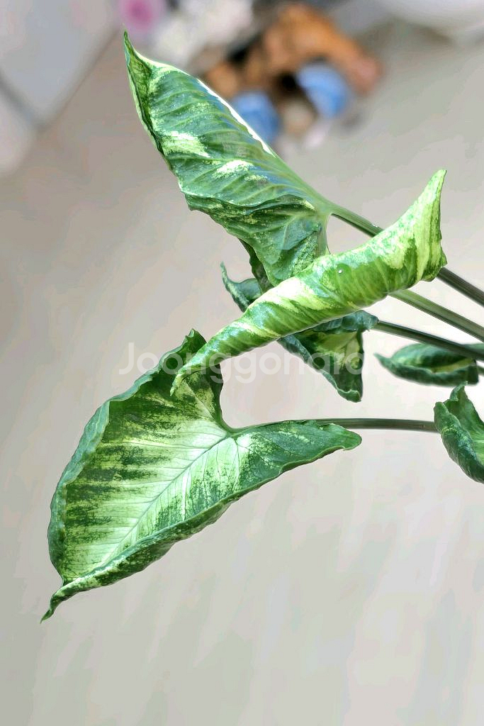 고질라 싱고니움 (희귀식물)--0