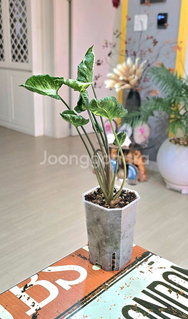 고질라 싱고니움 (희귀식물)--1