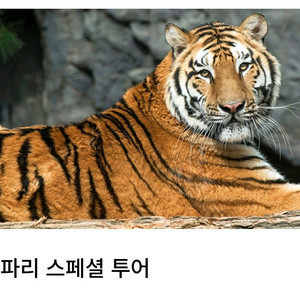 에버랜드 스페셜투어 (로스트밸리,사파리)