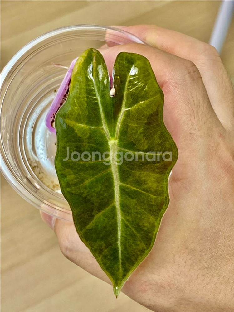 알로카시아 푸세이도 옐로우 바리에가타(안스,호야x)--0