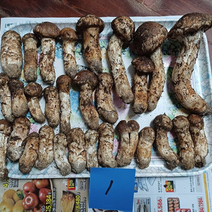 국내산 송이버섯 (1kg 25만원)