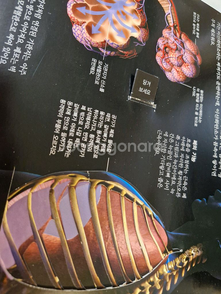 디스커버리 인체의 비밀 과학서적--4