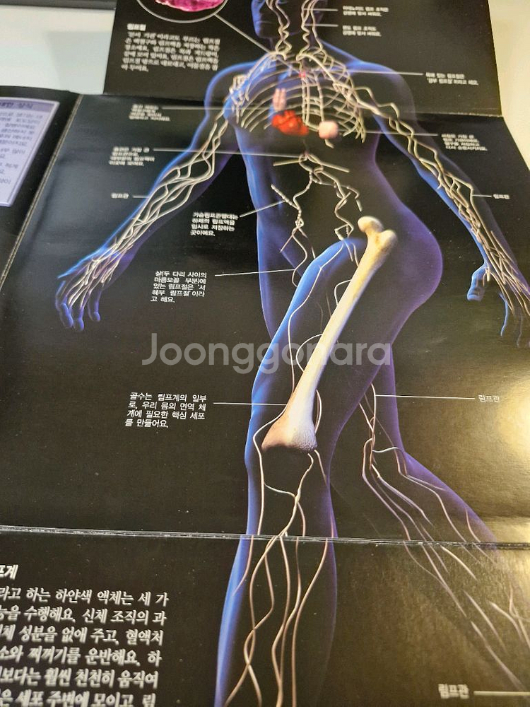 디스커버리 인체의 비밀 과학서적--5